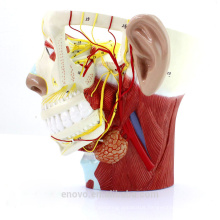 BRAIN21(12419) Medical Science Model Nerves of Head with Trigeminal Nerve and Branches